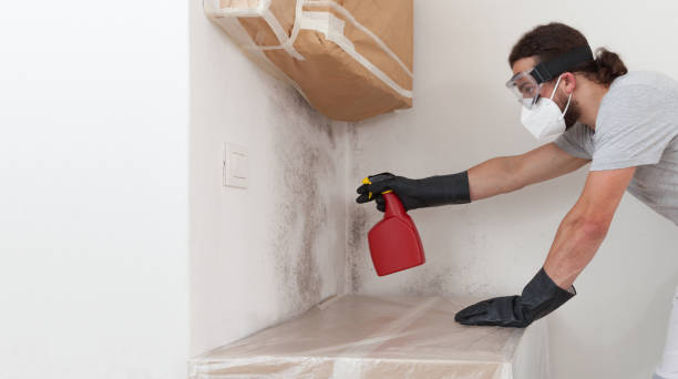 Professional Basement Mold Remediation technician working in Mount Savage, MD