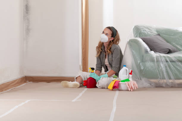Reliable Basement Mold Remediation contractor in Mount Savage, MD by WQB Mold Removal