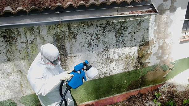 Top rated local Basement Mold Remediation specialists in Mount Savage, MD